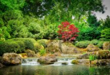 i fiori di bach come nascono - chicchenatural