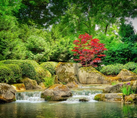 i fiori di bach come nascono - chicchenatural