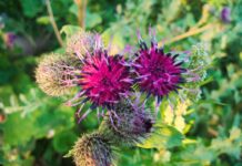 fiore di bach agrimony-chicchenatural