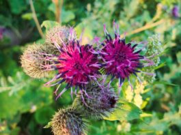 fiore di bach agrimony-chicchenatural
