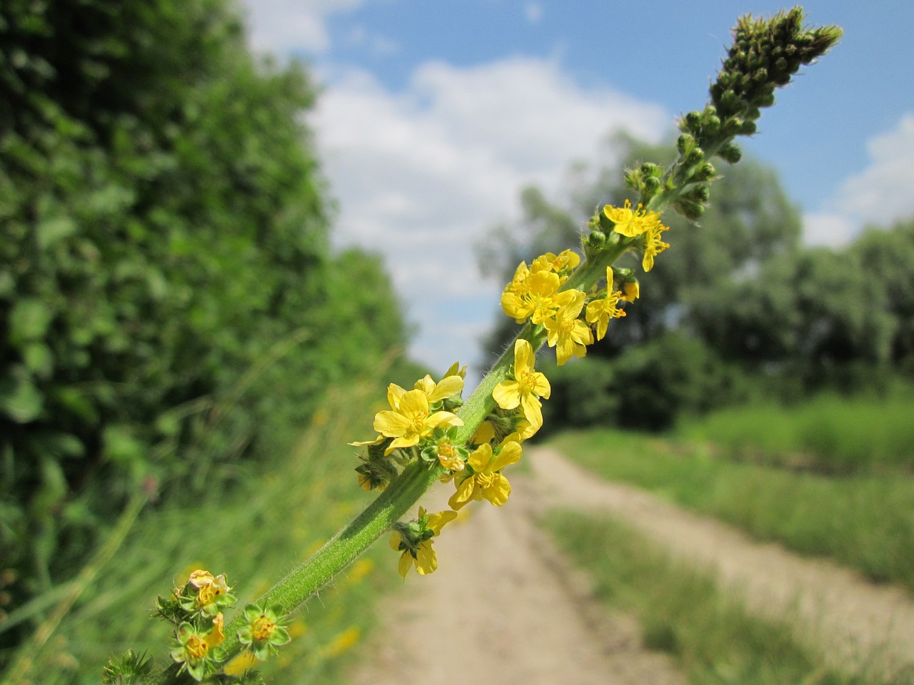 fiore di bach agrimony-chicchenatural