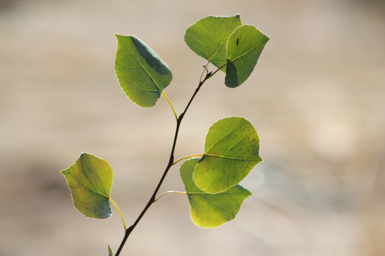 fiore di bach aspen-chicchenatural
