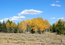 fiore di bach aspen-chicchenatural