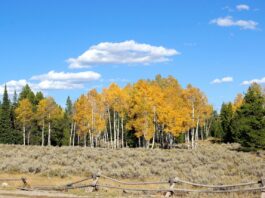 fiore di bach aspen-chicchenatural