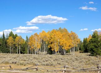 fiore di bach aspen-chicchenatural