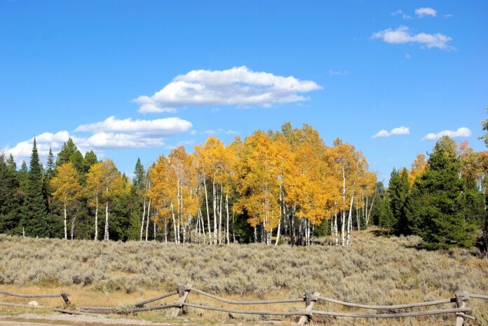 fiore di bach aspen-chicchenatural