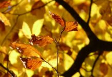fiore di bach beech-chicchenatural