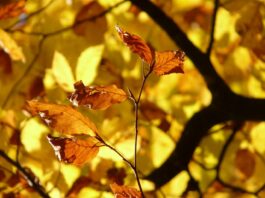 fiore di bach beech-chicchenatural