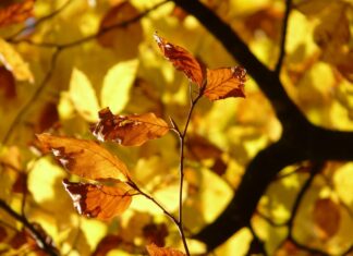 fiore di bach beech-chicchenatural