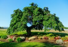 fiore di bach elm-chicchenatural