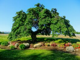 fiore di bach elm-chicchenatural