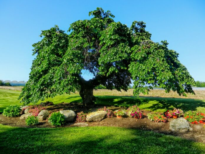 fiore di bach elm-chicchenatural