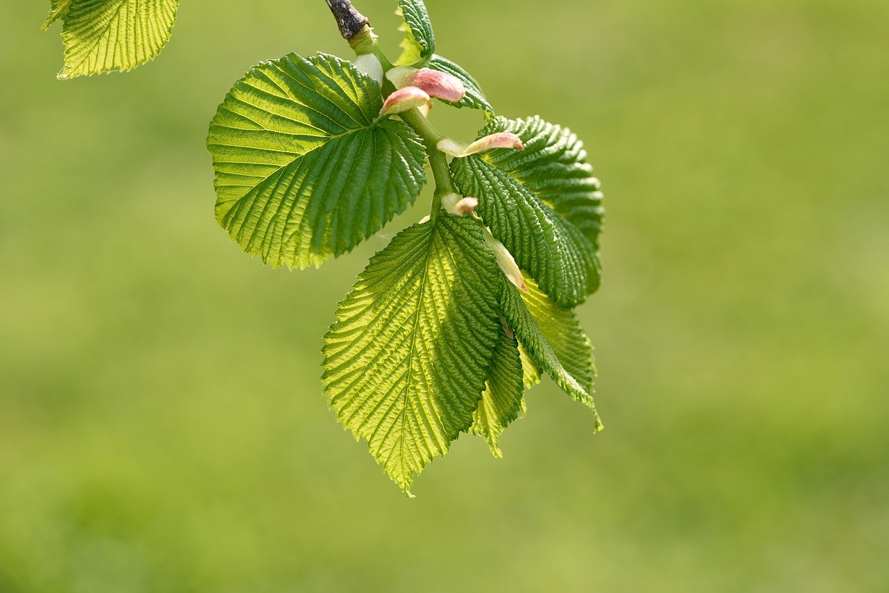 fiore di bach elm-chicchenatural