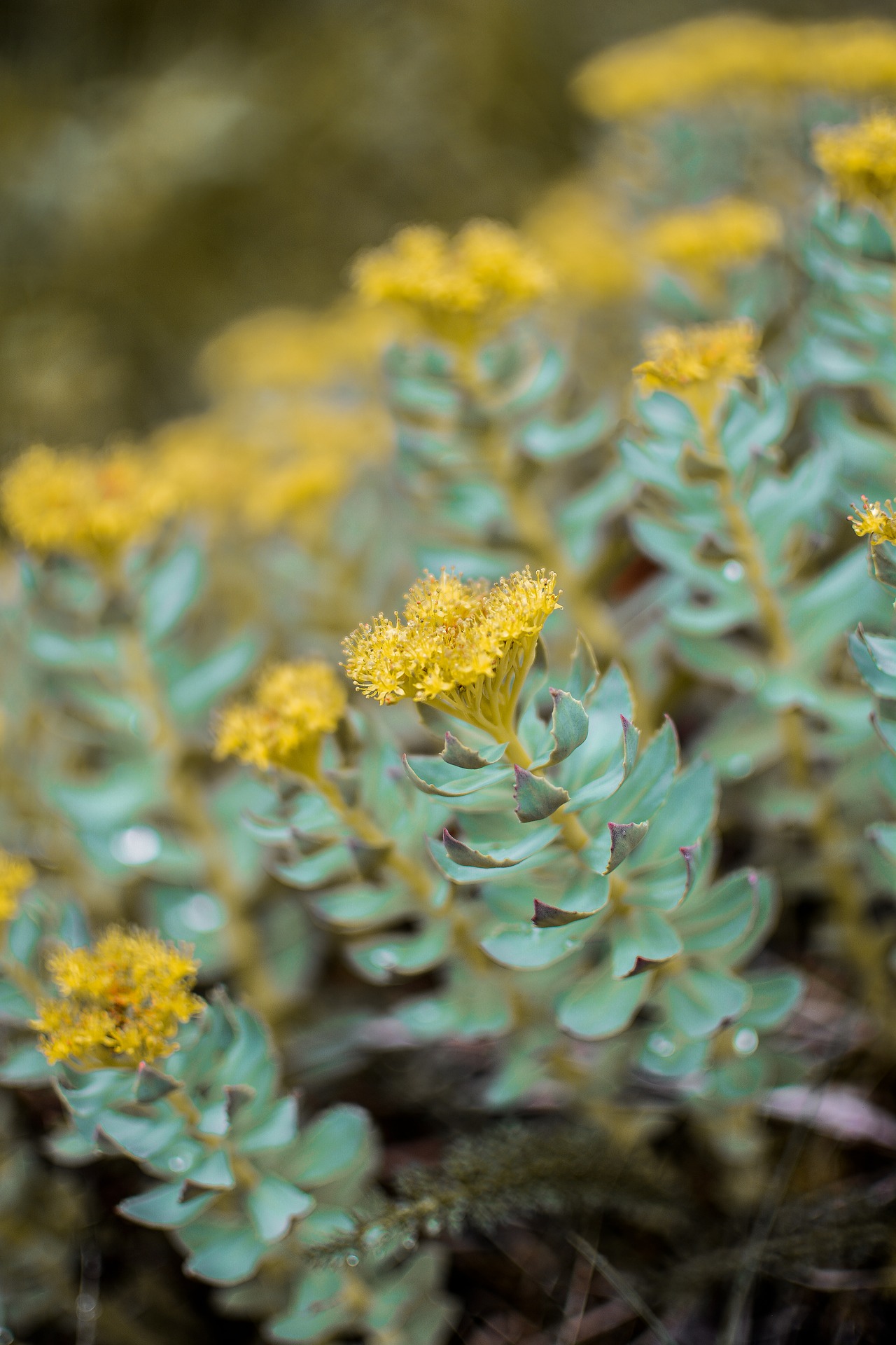 rhodiola rosea-chicchenatural