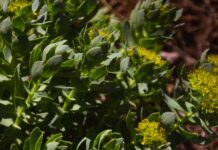 rhodiola rosea-pianta adattogena-chicchenatural