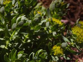rhodiola rosea-pianta adattogena-chicchenatural