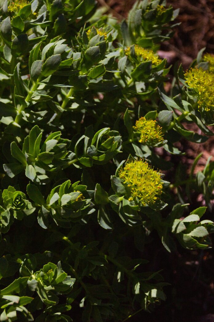 rhodiola rosea-pianta adattogena-chicchenatural