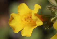 fiore di bach mimulus-chicchenatural