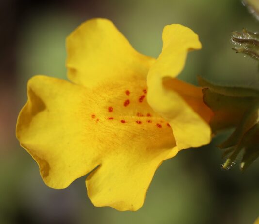 fiore di bach mimulus-chicchenatural