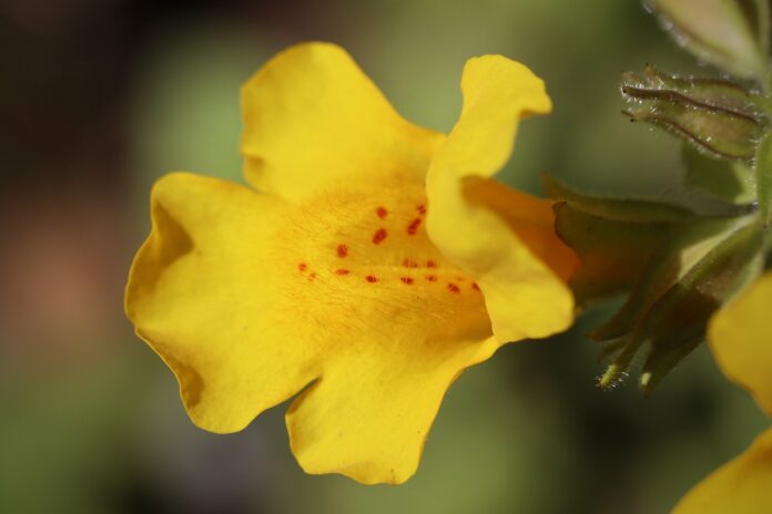 fiore di bach mimulus-chicchenatural