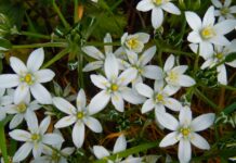 Fiore di Bach Star of Bethlehem