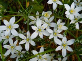 Fiore di Bach Star of Bethlehem