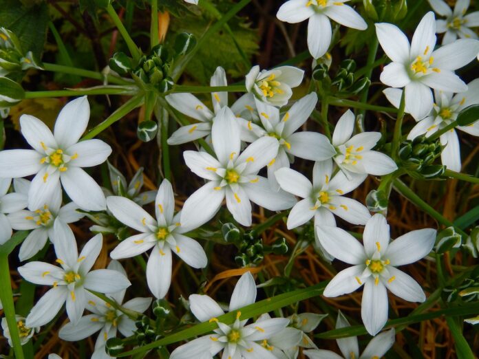 Fiore di Bach Star of Bethlehem