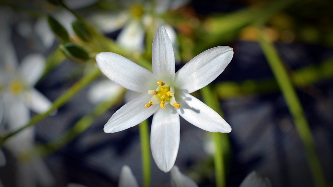 fiore di bach star of bethlehem-chicchenatural