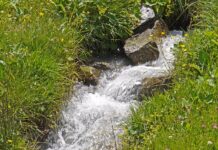 Fiore di Bach: Rock Water