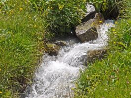 Fiore di Bach: Rock Water