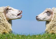 la comunicazione è un'arte-chicchenatural