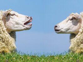 la comunicazione è un'arte-chicchenatural