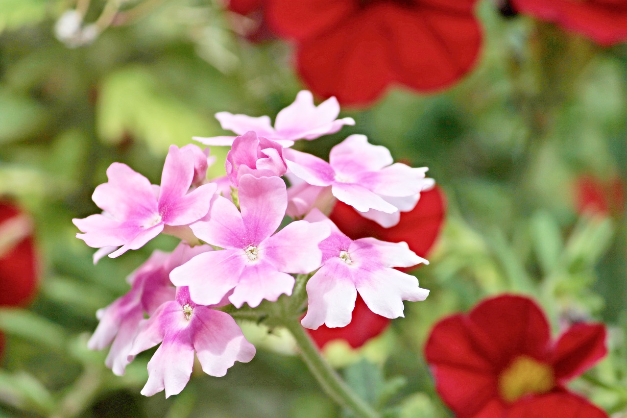 fiore di bach vervain-chicchenatural