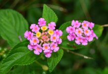fiore di bach vervain-chicchenatural