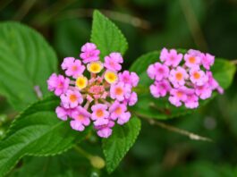 fiore di bach vervain-chicchenatural