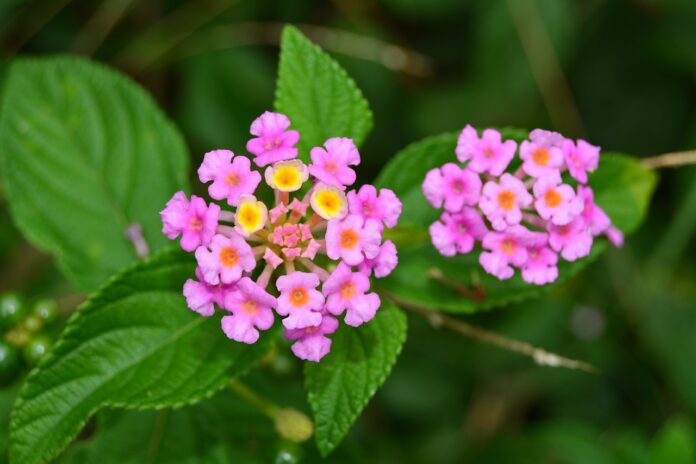 fiore di bach vervain-chicchenatural