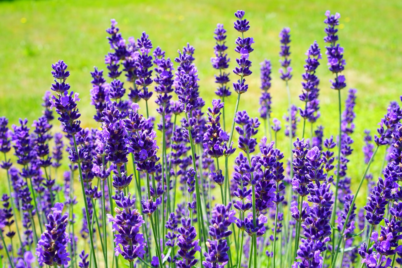 olio essenziale di lavanda-chicchenatural