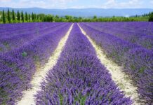 olio essenziale di lavanda-chicchenatural