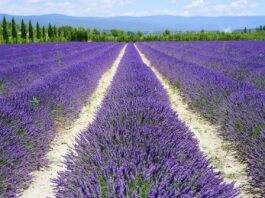 olio essenziale di lavanda-chicchenatural