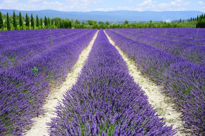 olio essenziale di lavanda-chicchenatural