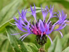 fiore di bach centaury-chicchenatural