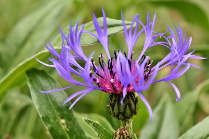 fiore di bach centaury-chicchenatural