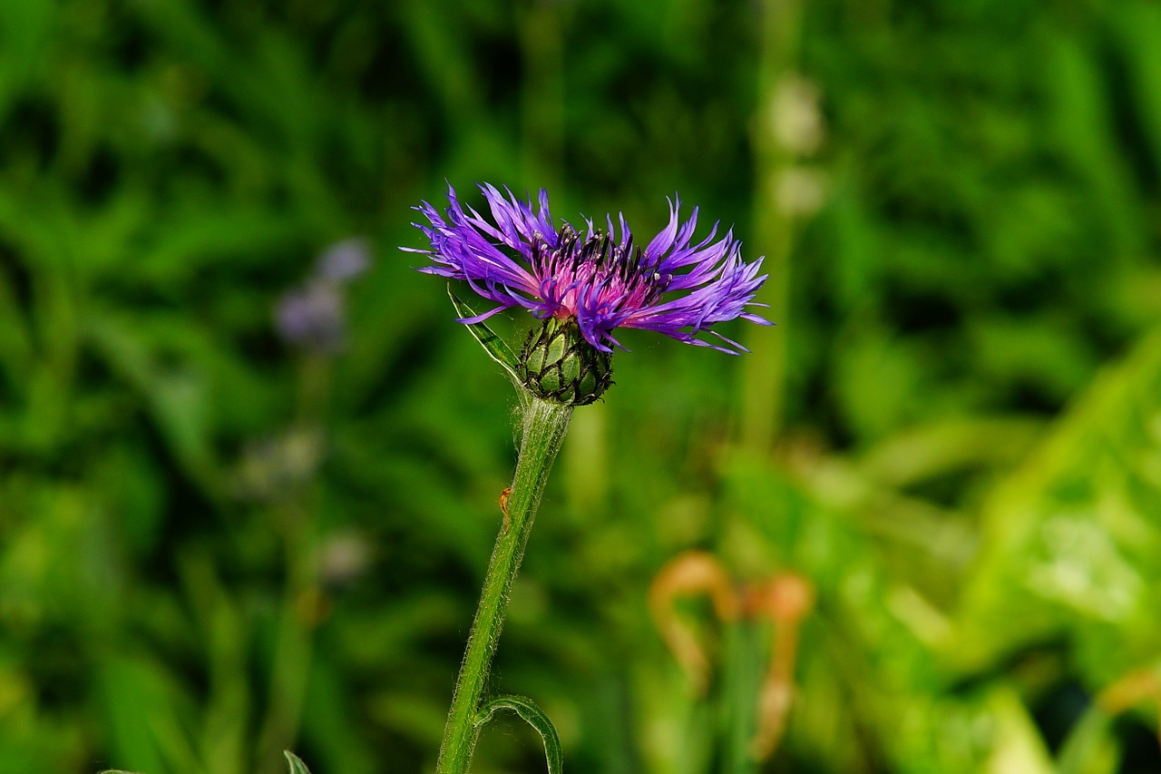 fiore di bach centaury-chicchenatural