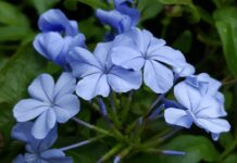 fiore di bach cerato-chicchenatural