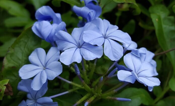 fiore di bach cerato-chicchenatural