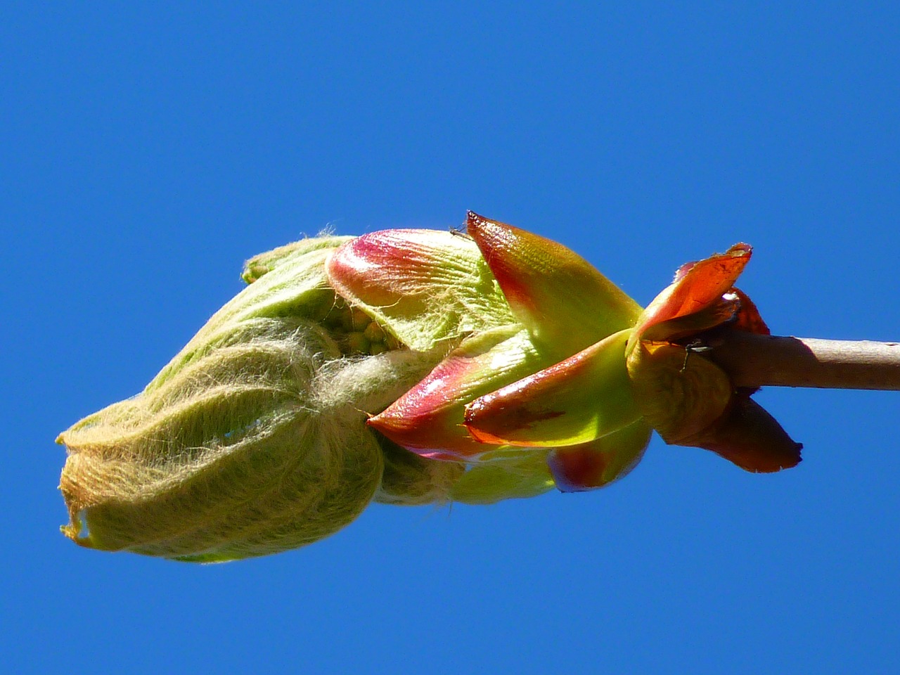 fiore di bach chestnut bud-chicchenatural