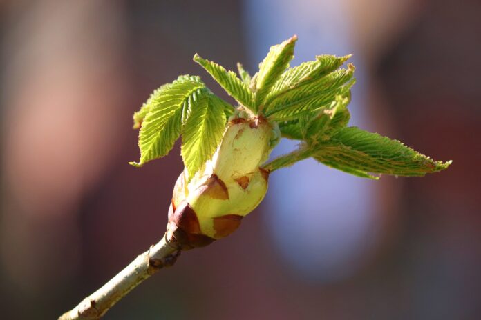 fiore di bach chestnut bud-chicchenatural