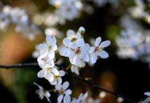 fiore di bach cherry plum-chicchenatural
