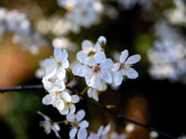 fiore di bach cherry plum-chicchenatural
