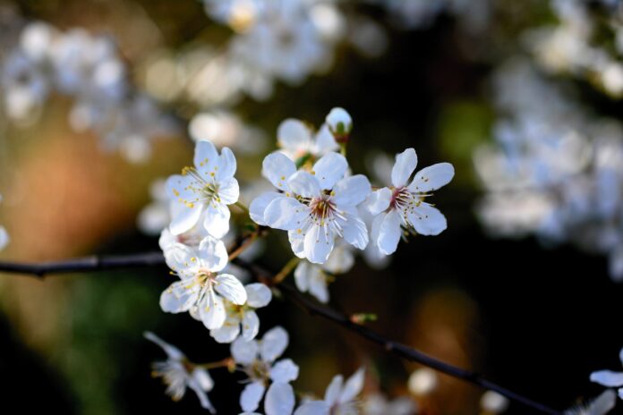 fiore di bach cherry plum-chicchenatural